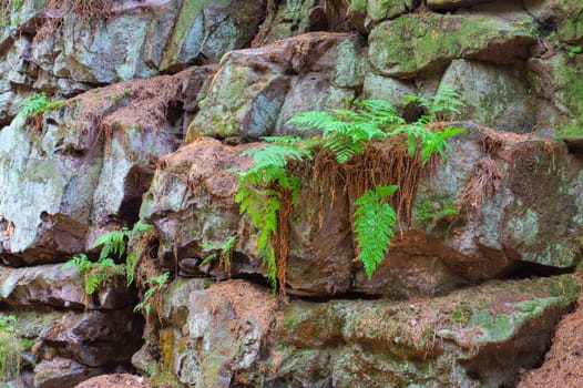 wood fern on a rock wall