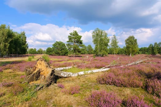 Heath landscape with flowering Heather, Calluna vulgaris and hiking path