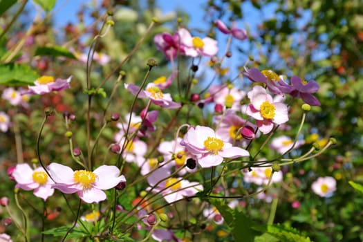 Japanese anemone flowers, Anemone hupehensis