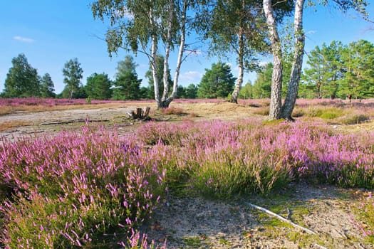 Heath landscape with flowering Heather, Calluna vulgaris and hiking path