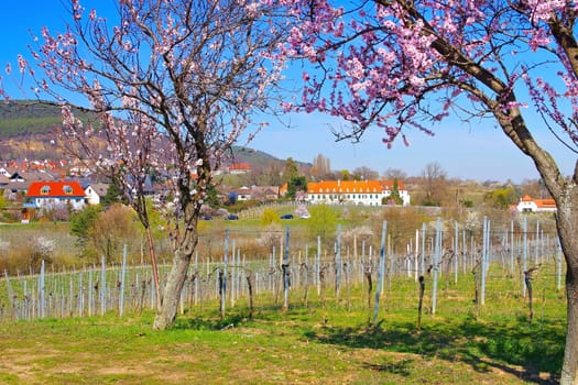 monastery Hildebrandseck in Gimmeldingen during the almond blossom, Germany