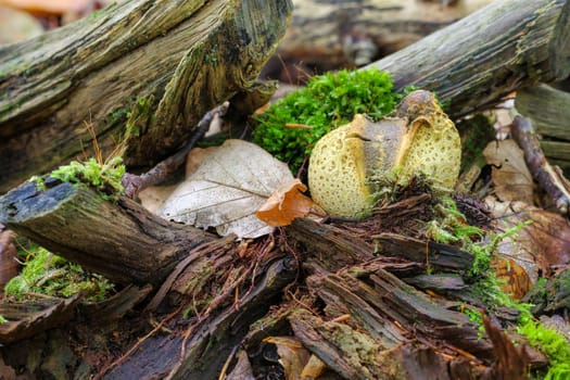 Scleroderma or eart ball in autumn forest