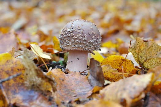 blusher Amanita rubescens in autumn forest
