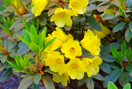 yellow Rhododendron cultivar Golden Everest plant in spring