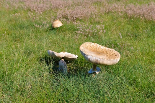 Parasol mushrooms in autumn on a meadow