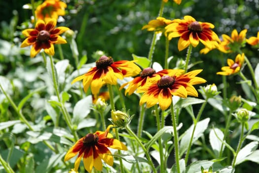 black-eyed Susan flower in summer garden