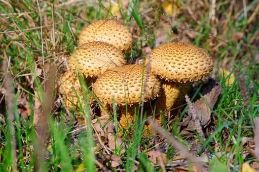 shaggy scalycap or Pholiota squarrosa mushroom in autumn forest