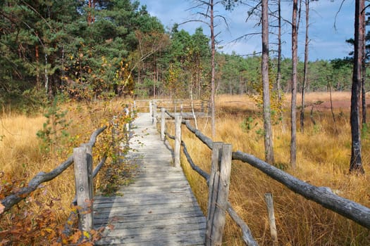 a bog in autumn with foliage coloring of trees
