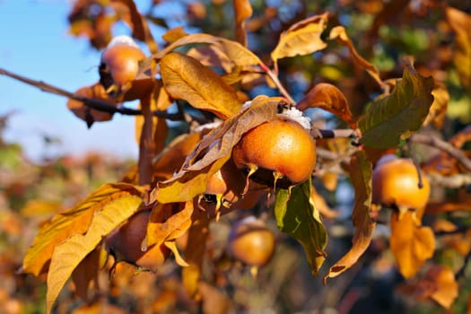 many common medlar on tree in autumn