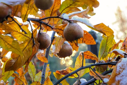 many common medlar on tree with snow, autumn