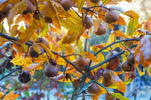 many common medlar on tree with snow, autumn