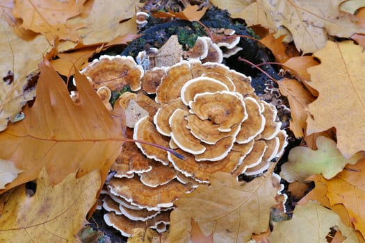 turkey tail or Trametes versicolor in autumn forest