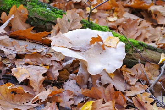 clouded agaric or Clitocybe nebularis in autumn forest