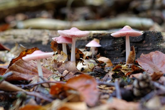a group of rosy bonnet (Mycena rosea) mushrooms in autumn forest