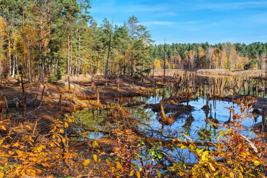 a sunken forest in the swamp, tree stumps look out of the water