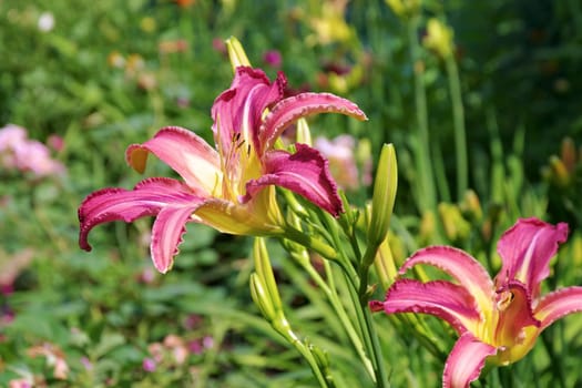 daylily of the species Loch Ness Monster in summer garden