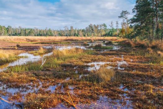 a bog in autumn with foliage coloring of trees