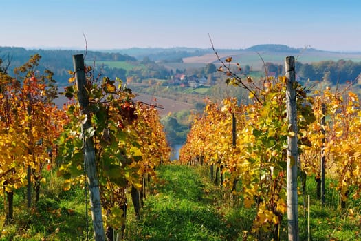 view over autumn vineyards near the river Elbe in Saxony, Germany