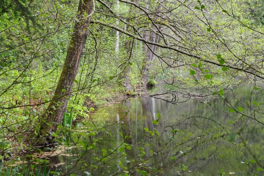 Pond with alder trees in spring, with young shoots