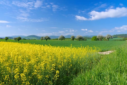 Zittau Mountains in spring with blooming rape field and apple trees