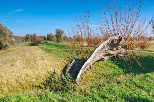 National Park Odertal in the Uckermark, unique floodplain landscape