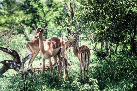 Impala (Aepyceros melampus), Kruger National Park, mpumalanga, South Africa