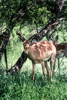 Impala (Aepyceros melampus), Kruger National Park, mpumalanga, South Africa
