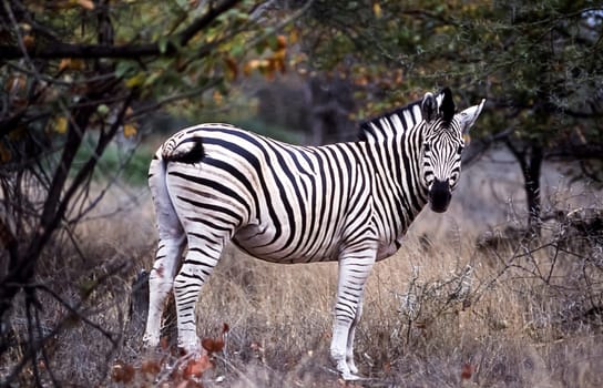 Plains Zebra, (Equus burchellii), Kruger National Park, Mpumalanga, South Africa, Africa