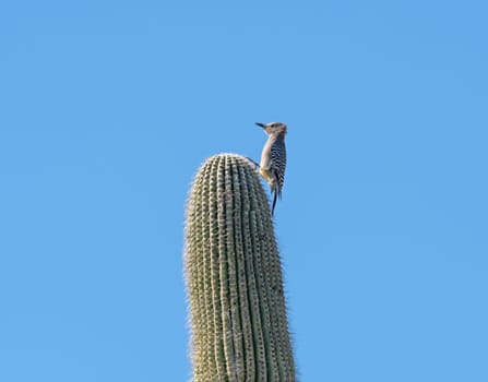Gila Woodpecker on a Saguaro in Saguaro National Park in Arizona