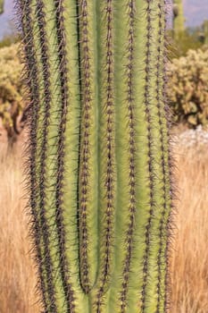 Spine Details on a Saguaro Cactus in Saguaro National Park in Arizona