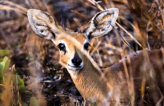 Steenbok, (Raphicerus campestris), Kruger National Park, Mpumalanga, South Africa, Africa