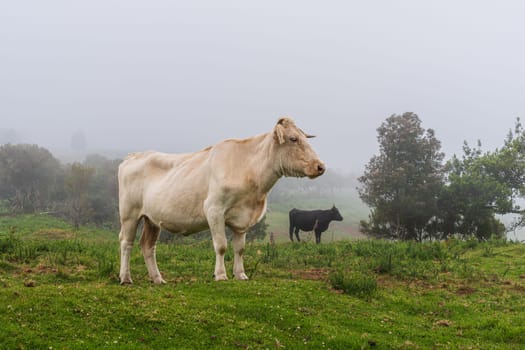 Cows on pasture on Madeira island. Summertime.