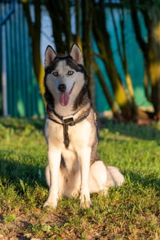 A dog breed Husky sitting on the grass and looks far away