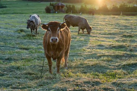 Several bulls standing on the green field
