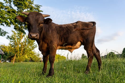 One bull standing on the green field