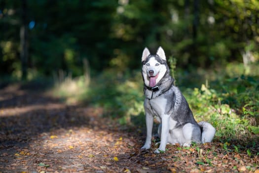 A dog breed Husky sitting on the ground