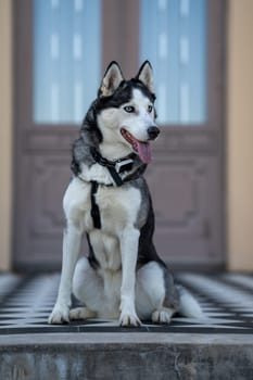 A dog breed Husky sitting on the stairs
