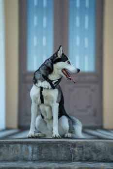 A dog breed Husky sitting on the stairs