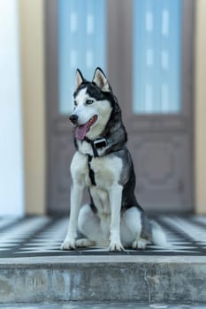 A dog breed Husky sitting on the stairs