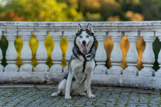 A dog breed Husky sitting on the ground