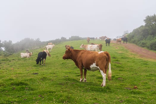 Cows on pasture on Madeira island. Summertime.