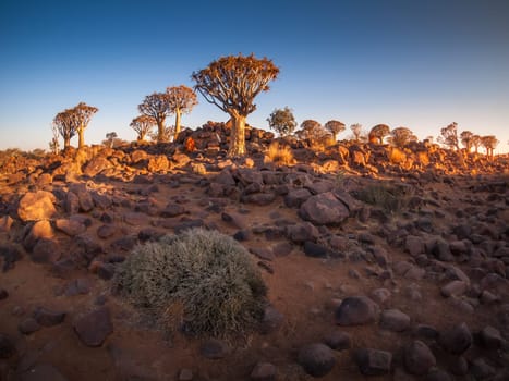 The Quivertree Forest at sunrise near Keetmanshoop in Namibia, Africa.