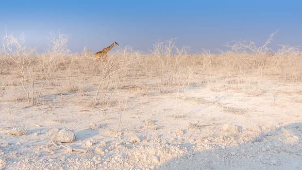 Giraffe walking through white landscape in the Etosha National Park in Namibia, Africa.