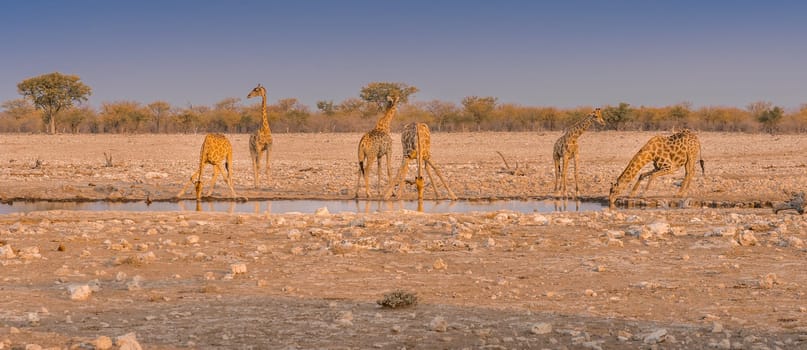 Giraffes drinking water at Okaukuejo camp waterhole in the Etosha National Park in Namibia in Africa.