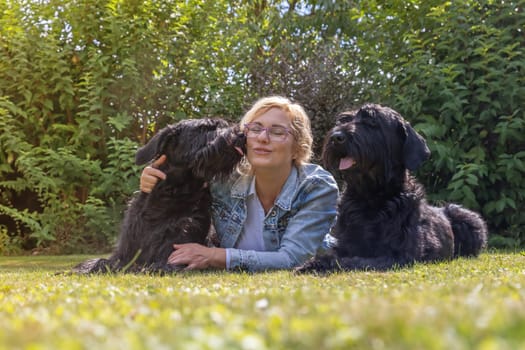 Woman is lying with two Big Schnauzer dogs outdoors. One of the dogs licks her face.