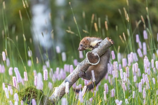 Cute marten is a trainee on the branch looking at the side. Horizontally.