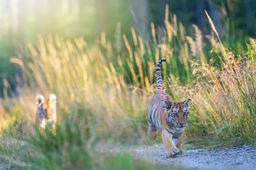 Bengal tiger cubs walking against the camera outdoors. Horizontally.