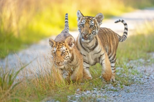 The pair of cute Bengal tiger  cubs walking against the camera outdoors. Horizontally.