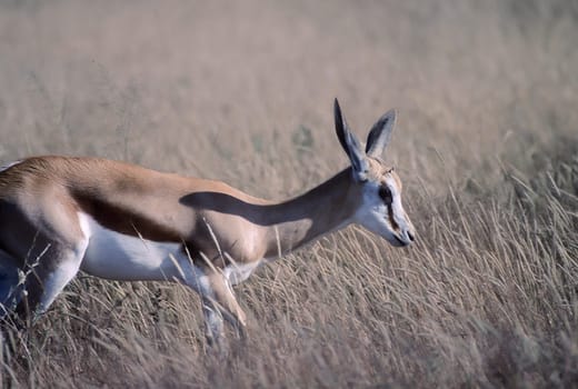 Springbok, (Antidorcas marsupialis), Africa, Namibia, Oshikoto, Etosha National Park