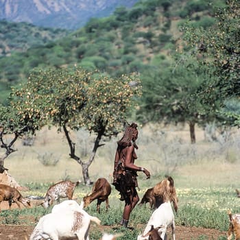 May 15, 2005. unidentified Himba woman with a herd of goats. Epupa Falls, Kaokoland or Kunene Province, Namibia, Africa